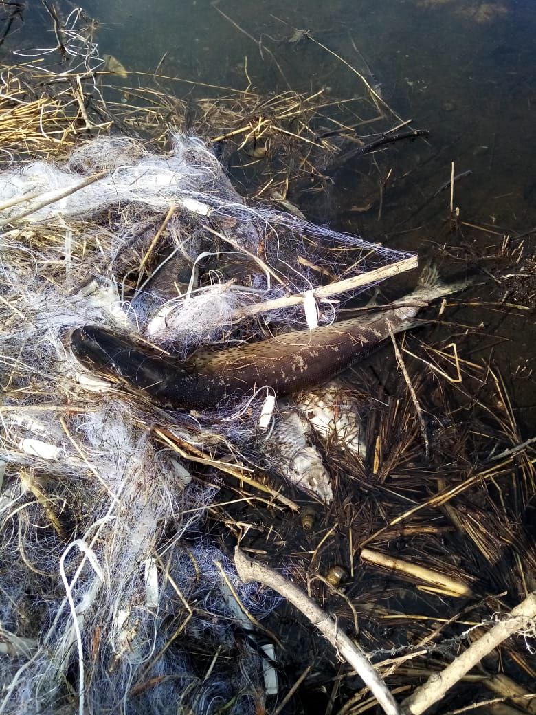 «Генеральная уборка»: озера в Приамурье очистят от мусора и сетей